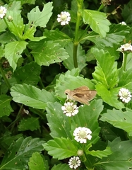 Hesperiinae