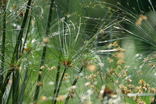 Cyperus papyrus image