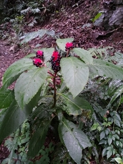 Phytolacca japonica