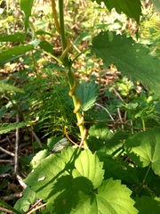 Cuscuta lupuliformis