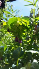 Cerinthe
