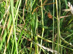 Tettigonia viridissima