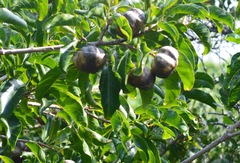 Sclerocroton integerrimus