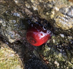 Actinia mediterranea