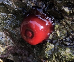 Actinia mediterranea