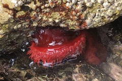 Actinia mediterranea