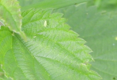 Plagiognathus arbustorum