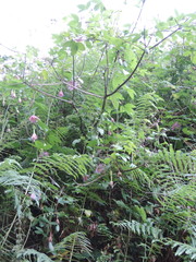 Passiflora tarminiana image