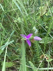Ophrys apifera