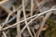 Dryophilocoris flavoquadrimaculatus
