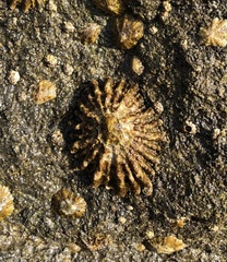 Patella ferruginea