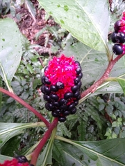 Phytolacca japonica