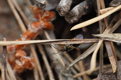 Dryophilocoris flavoquadrimaculatus