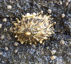 Patella ferruginea