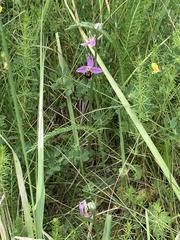 Ophrys apifera