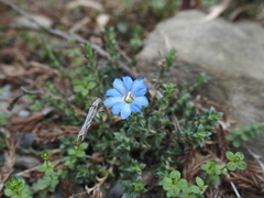 Gentiana arisanensis