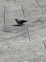 Corvus monedula