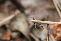 Dryophilocoris flavoquadrimaculatus