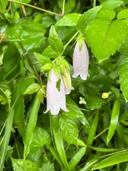 Campanula punctata punctata