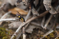 Dryophilocoris flavoquadrimaculatus