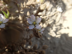 Spergularia macrotheca