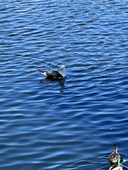 Larus fuscus