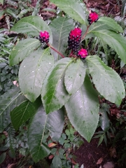 Phytolacca japonica