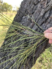Hakea lorea