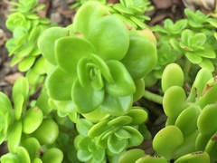 Sedum kimnachii