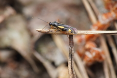 Dryophilocoris flavoquadrimaculatus