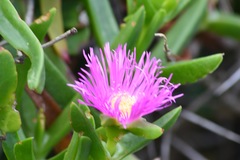 Carpobrotus dimidiatus
