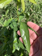 Ehretia saligna membranifolia