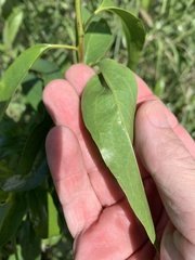 Ehretia saligna membranifolia