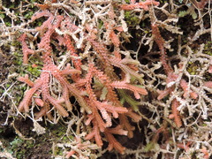 Selaginella denticulata image