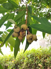 Syzygium jambos