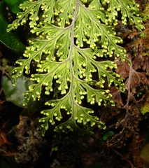 Hymenophyllum scabrum