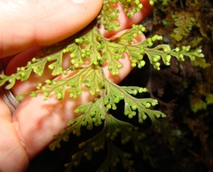 Hymenophyllum scabrum
