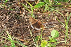 Eurytela hiarbas angustata