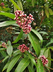 Syzygium jambos