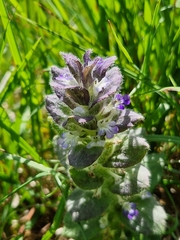 Ajuga pyramidalis