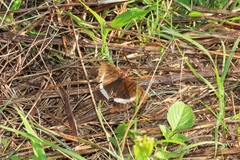 Eurytela hiarbas angustata