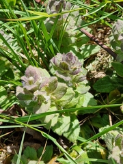 Ajuga pyramidalis