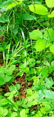 Cardamine bulbifera
