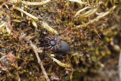 Gnaphosa bicolor