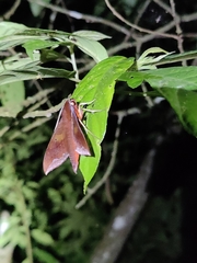 Rhagastis olivacea