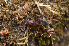 Gnaphosa bicolor
