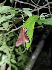 Rhagastis olivacea