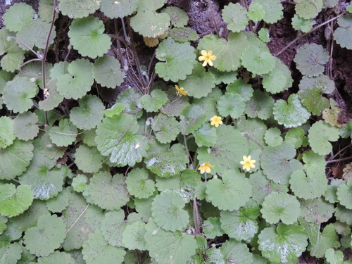 Madeira Moneywort