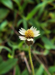 Tridax procumbens