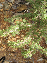 Pultenaea hispidula